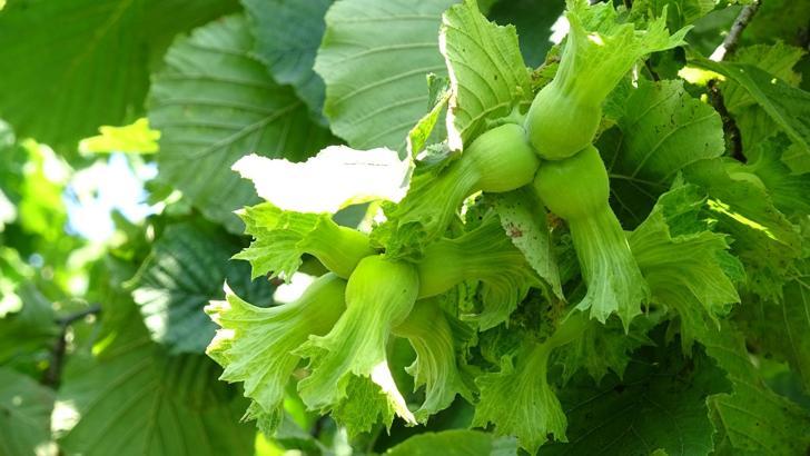 Samsun’da tahmini fındık rekolte çalışması yürütülüyor