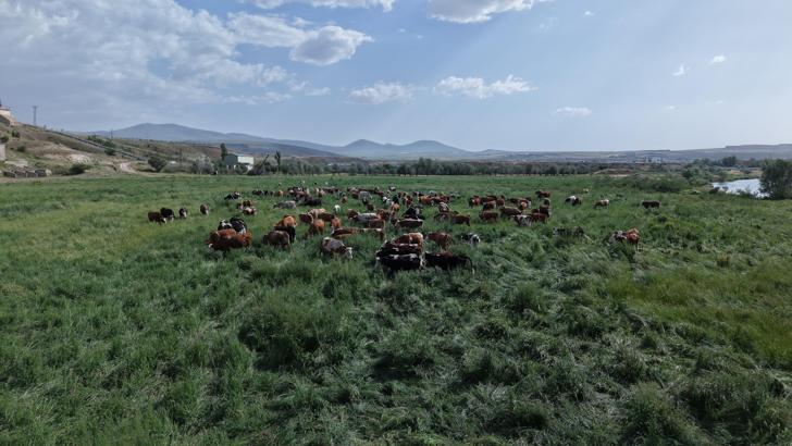 Kayseri’de mera vasfı kazandırılan alanda bin 500 hayvan otlatılıyor