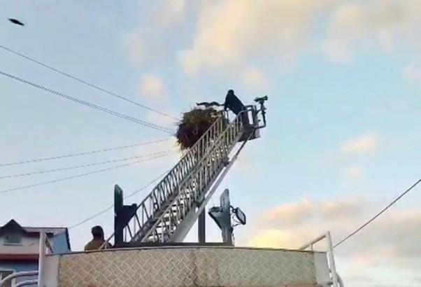 Düşen yavru leylek itfaiye ekipleri tarafından yuvasına konuldu