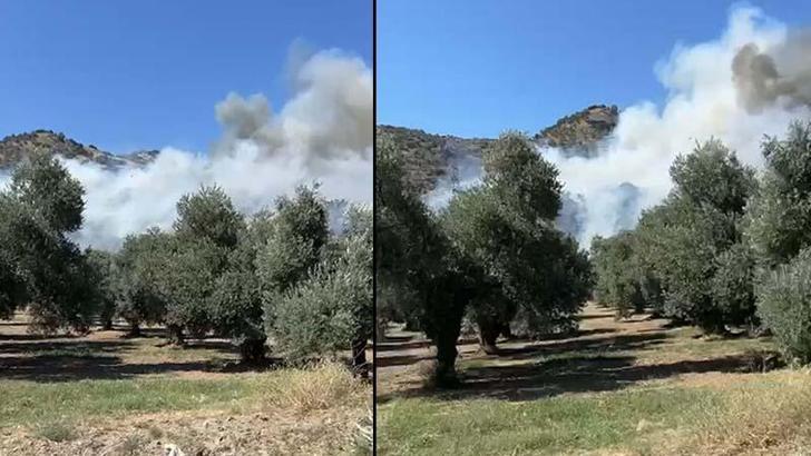 Aydın'daki zeytinlik yangını kontrol altında