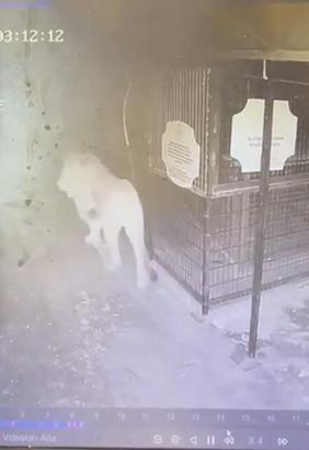 Rektör Özkan: Aslanın pençeleri biraz daha yukarı gelse hastamız gözünü kaybedebilirdi (3)