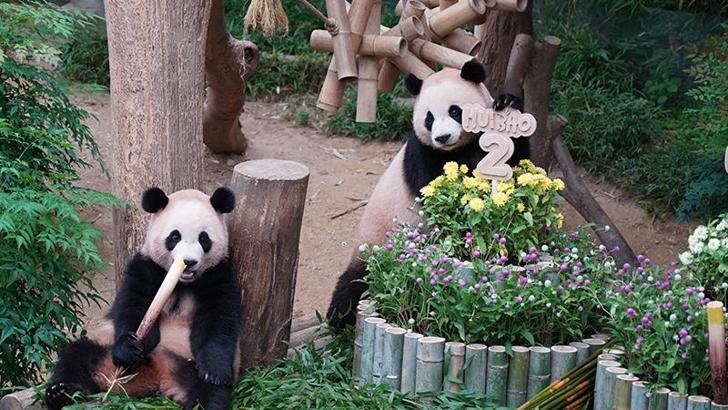 Güney Kore’de ikiz pandaların doÄŸum günü kutlandı