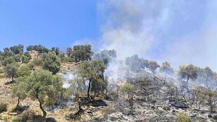 Aydın'da makilik ve zeytinlik alanda çıkan yangın kontrol altında