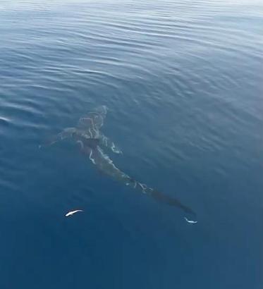 Saros’a açılan balıkçılar köpekbalığı görüntüledi