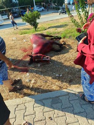 Sahildeki başıboş at yola çıkınca otomobil çarptı: 3 yaralı