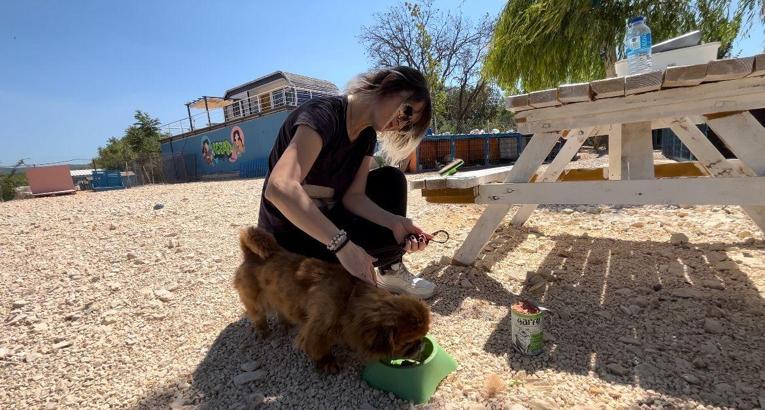 Sahiplenilmeyi bekleyen hayvanların gönüllü bakıcılığını yapıyorlar