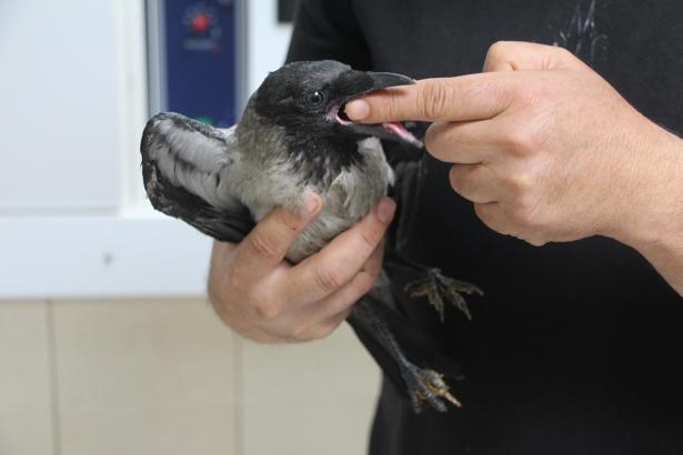 Yaralı halde bulduğu kargayı sağlığına kavuşturup, doğaya saldı