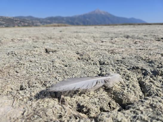 Hatay’daki Milleyha Kuş Cenneti kurudu