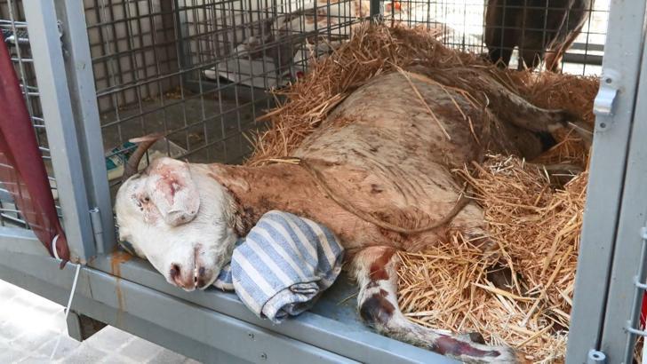 İstanbul- Ödemiş'te yangından yaralı kurtarılan 'Melek' isimli keçi İstanbul'da tedavi ediliyor