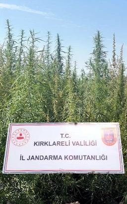 Kırklareli'de 102 bin kök kenevir ele geçirildi