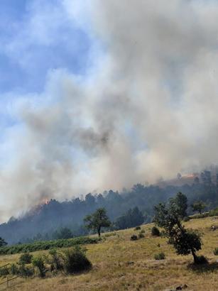 Balıkesir'de orman yangını