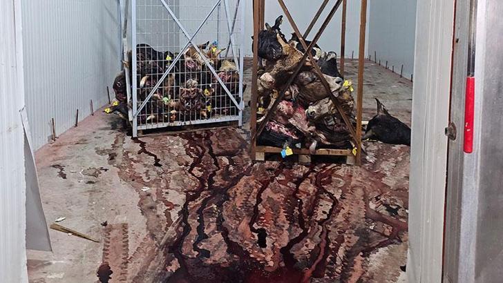 Sakatatçılara satılmak üzere istiflenmiş çürümüş büyükbaş hayvan kafaları bulundu