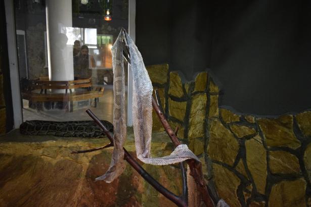 Yılan derisine ilginç talep