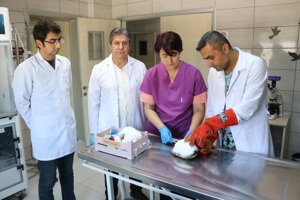 Kaplumbağa 'Tosbik'in kırılan kabuğuna diş dolgu malzemeli tedavi