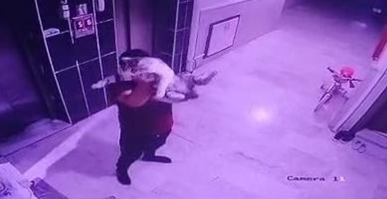 Kediyi yere fırlatan şüpheliye gözaltı