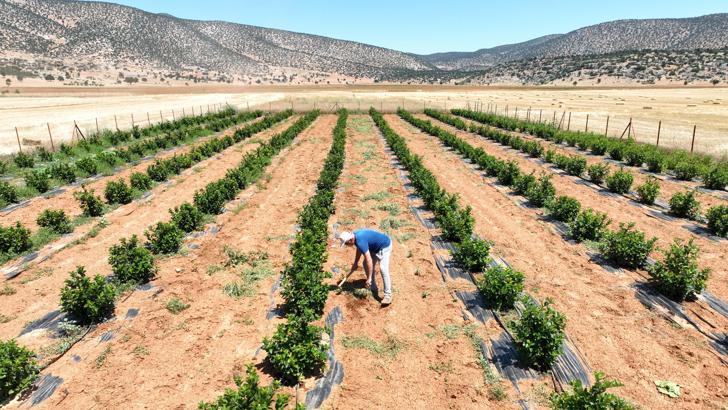 Beğiş'te tarım, arıtma suyuyla yeşerdi