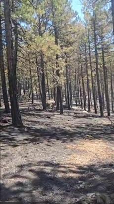 Balıkesir'deki orman yangını kontrol altına alındı (2)