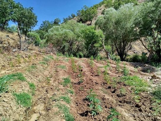 Bingöl’de 4 bin 314 kök kenevir ele geçirildi