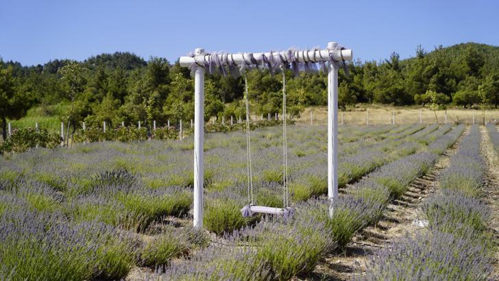 Manisa'da lavanta bahçesi ziyarete açıldı