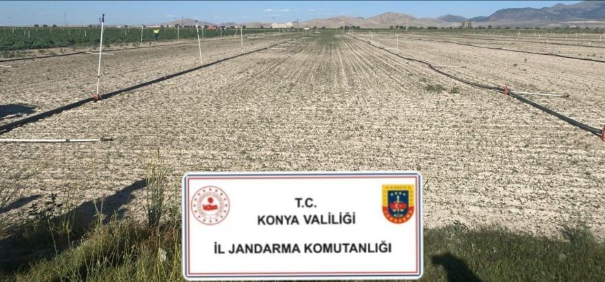 Tarlasına 400 bin kök kenevir  bitkisi ekmiş