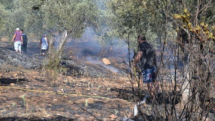 Ayvalık'ta yerleşim yeri yakınında zeytinlik yangını