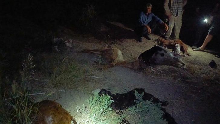 Sanayi bölgesinden geçen dereden su içen 65 küçükbaş hayvan öldü