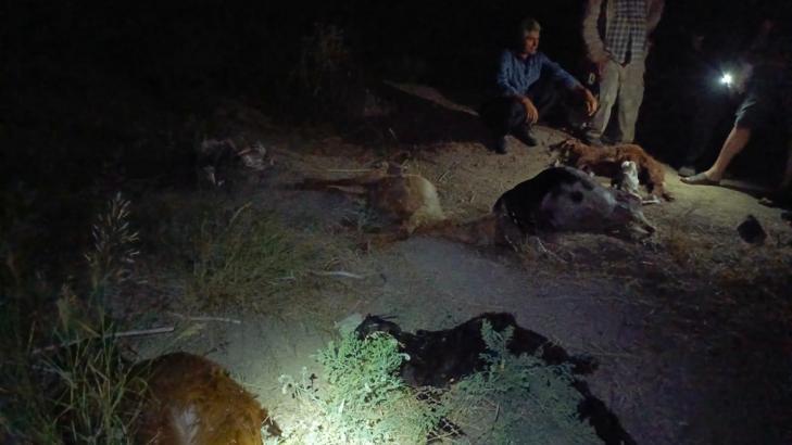 Sanayi bölgesinden geçen dereden su içen 65 küçükbaş hayvan öldü