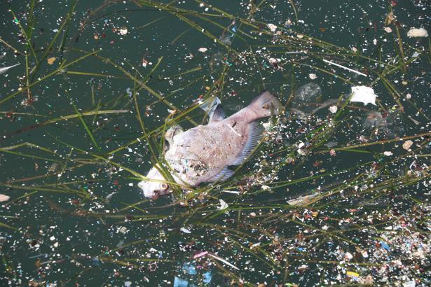 'İzmir Körfezi'nde yeniden balık ölümleri olacak'