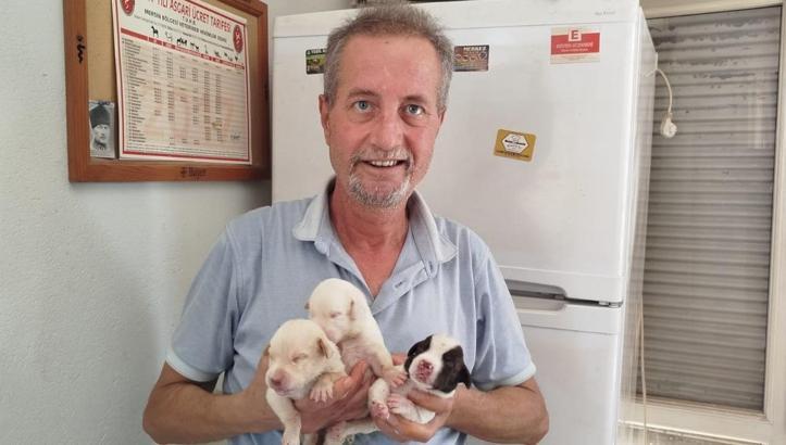 Tescilli sahipsiz köpek 13 yavru verdi