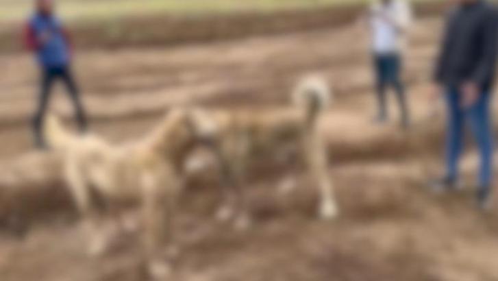 Köpek dövüştürüp sosyal medyada paylaşan 2 kişi yakalandı