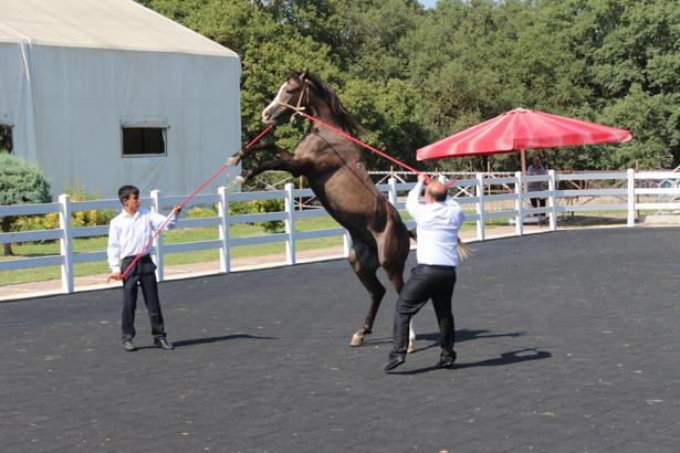 TİGEM tay satışından 23 milyon 45 bin lira gelir elde etti