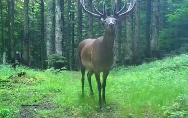 Bursa'da kızılgeyik fotokapanla görüntülendi
