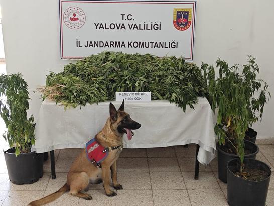 Yalova'da ormanda kenevir yetiştiren şüpheli tutuklandı