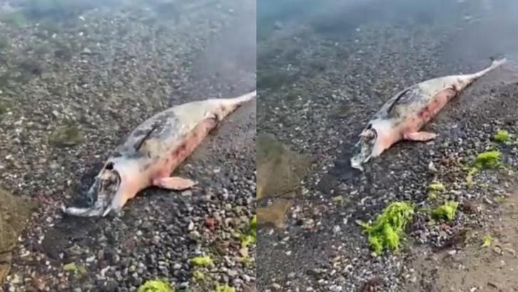 Kocaeli’de ölü yunus balığı kıyıya vurdu