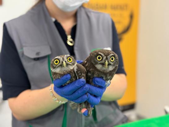 Evin bacasında mahsur kalan 2 baykuşu itfaiye kurtardı