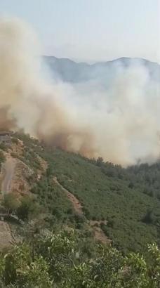 Bursa-Balıkesir sınırında orman yangını