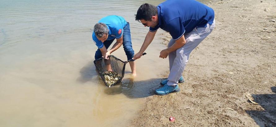 Kozan Kilgen Barajı'na 321 bin adet pullu sazan yavrusu bırakıldı