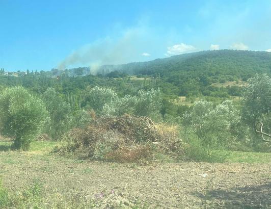 Çanakkale'deki orman yangınının çıkış nedeni, sigara izmariti