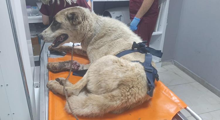 Sol bacağında kırık olan köpek tedaviye alındı