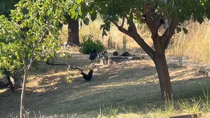Belde merkezinde küçük ve büyükbaş ile kanatlı hayvan beslemek yasaklandı