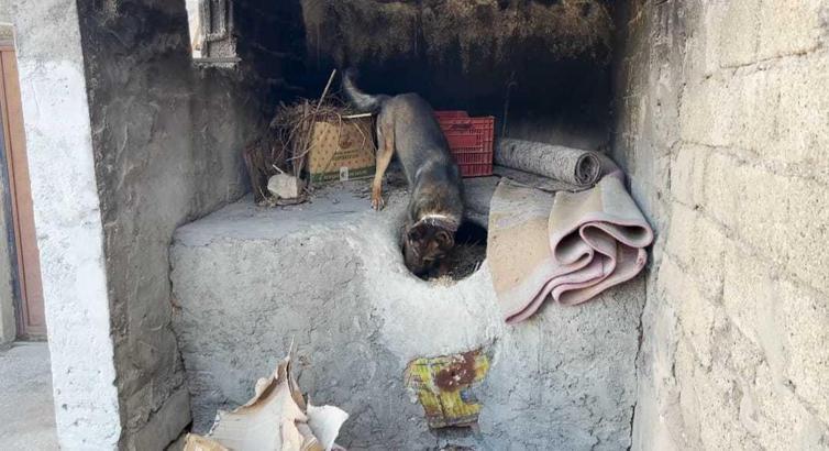 Tandıra gizlenen uyuşturucuyu ‘Mailo’ buldu