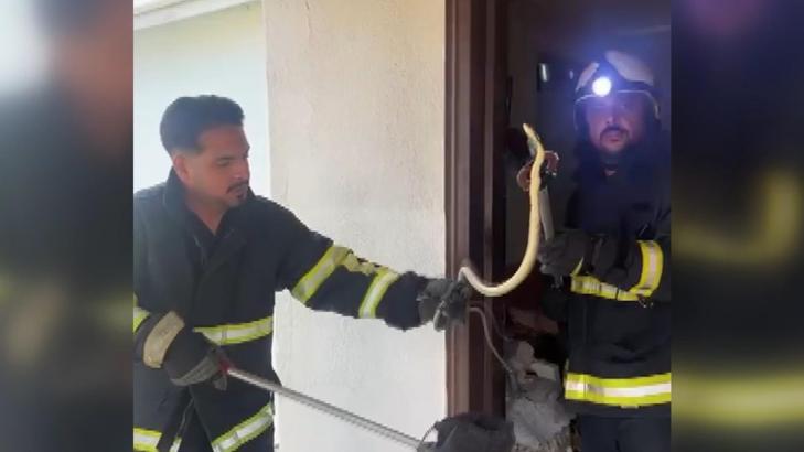 Eve giren yılan itfaiye görevlileri yakalayıp, doğaya saldı