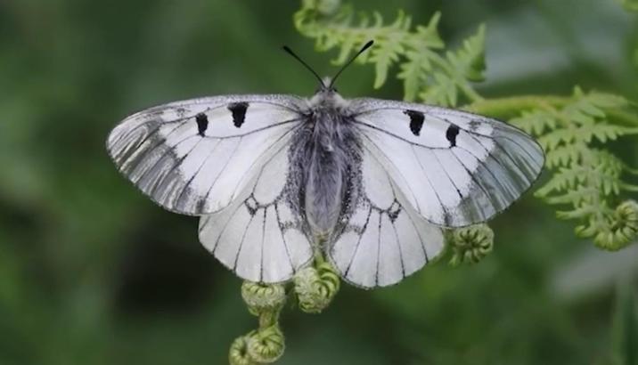 Nesli tehlike altındaki ‘Dumanlı Apollo’ Uludağ’da görüntülendi