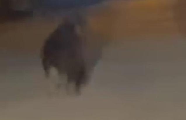 Sakarya’da kırsal mahalleye inen ayı görüntülendi