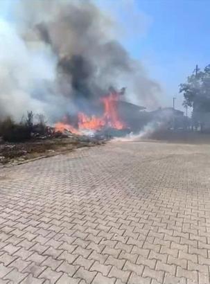 Yalova'da zeytinlik yangını