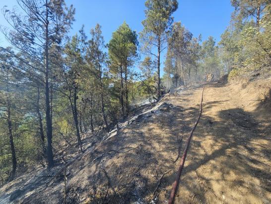 Tokat’ta orman yangını (2)