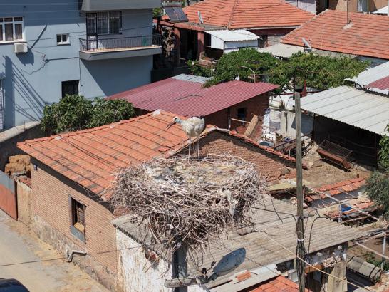 İzmir'de ayağına ip dolanıp yuvasında mahsur kalan yavru leylek kurtarıldı