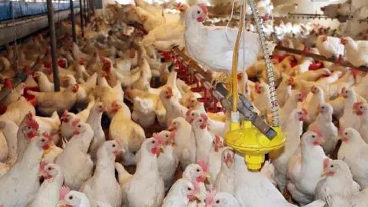 Mayısta yumurta üretimi azaldı, tavuk eti ve içme sütü üretimi arttı