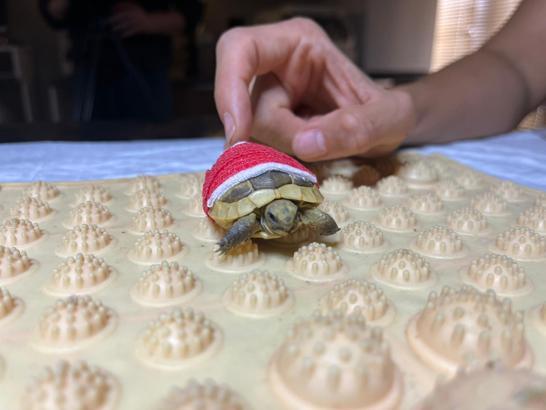 Köpeğin ısırdığı yavru kaplumbağaya veterinerde tedavi