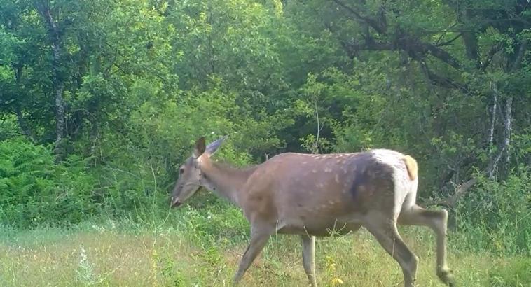 Erkekten sonra dişi kızılgeyik de fotokapanla görüntülendi